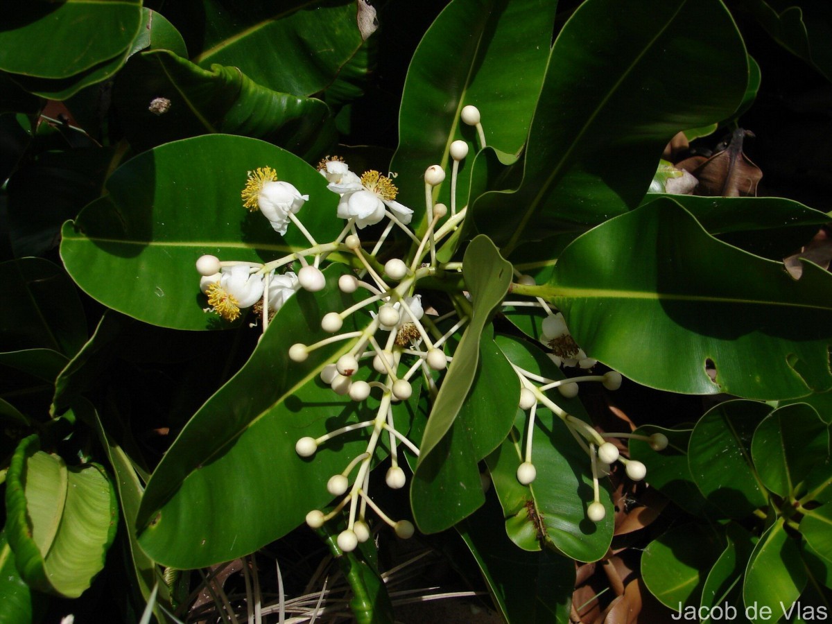 Calophyllum inophyllum L.